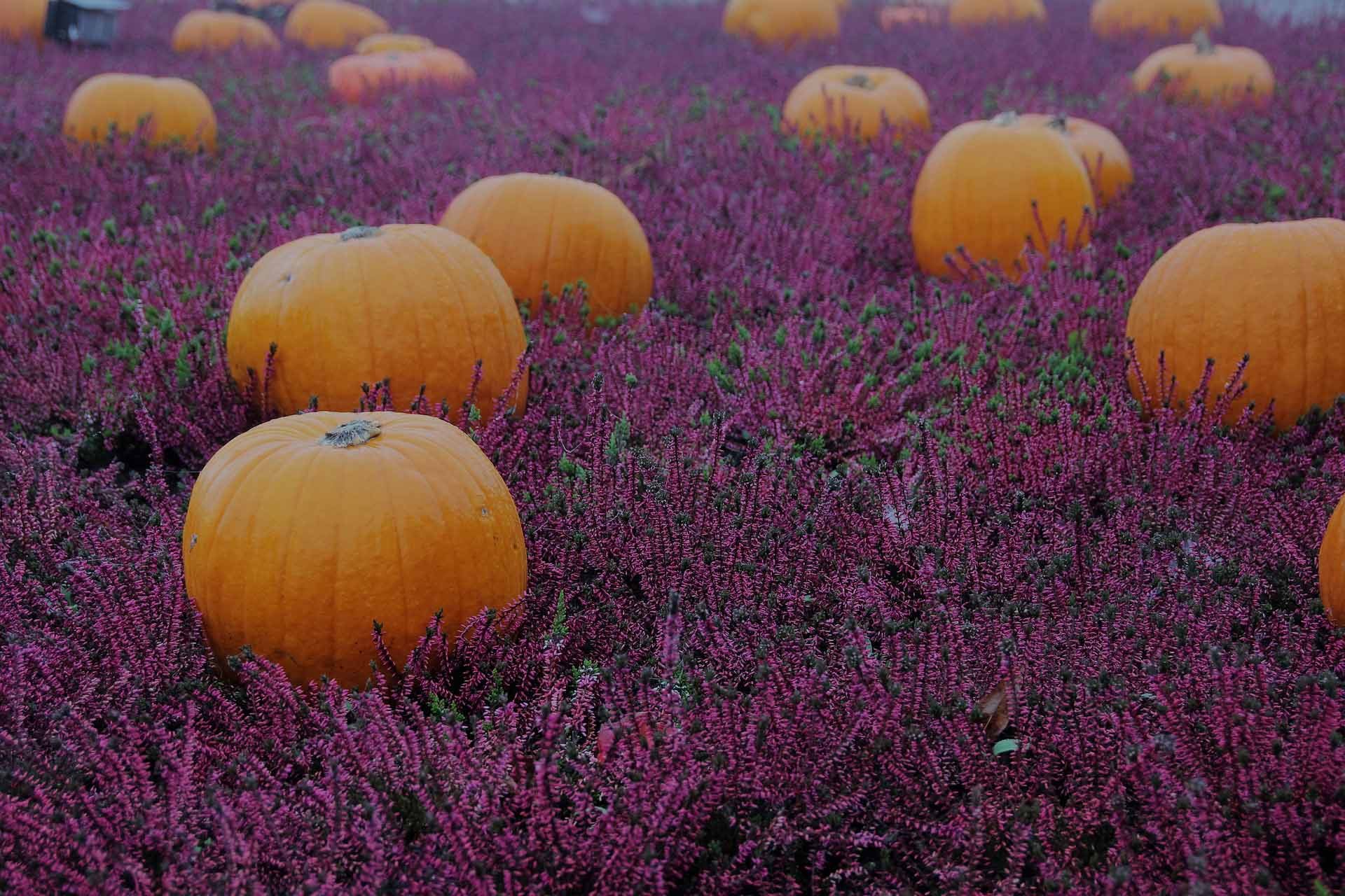 Kürbisfeld im Herbst bei Kürbis Koller