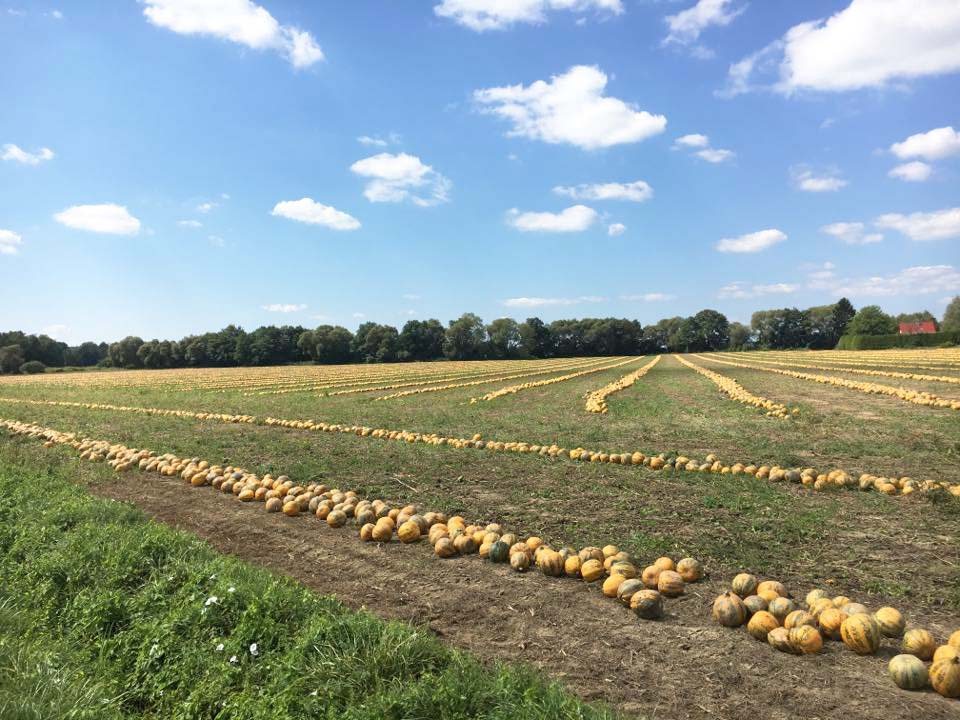 Sonniges Kürbisfeld bei Kürbis Koller